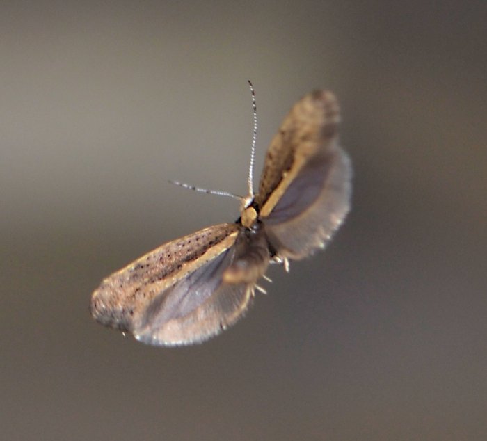 Motten fliegen im wohnzimmer